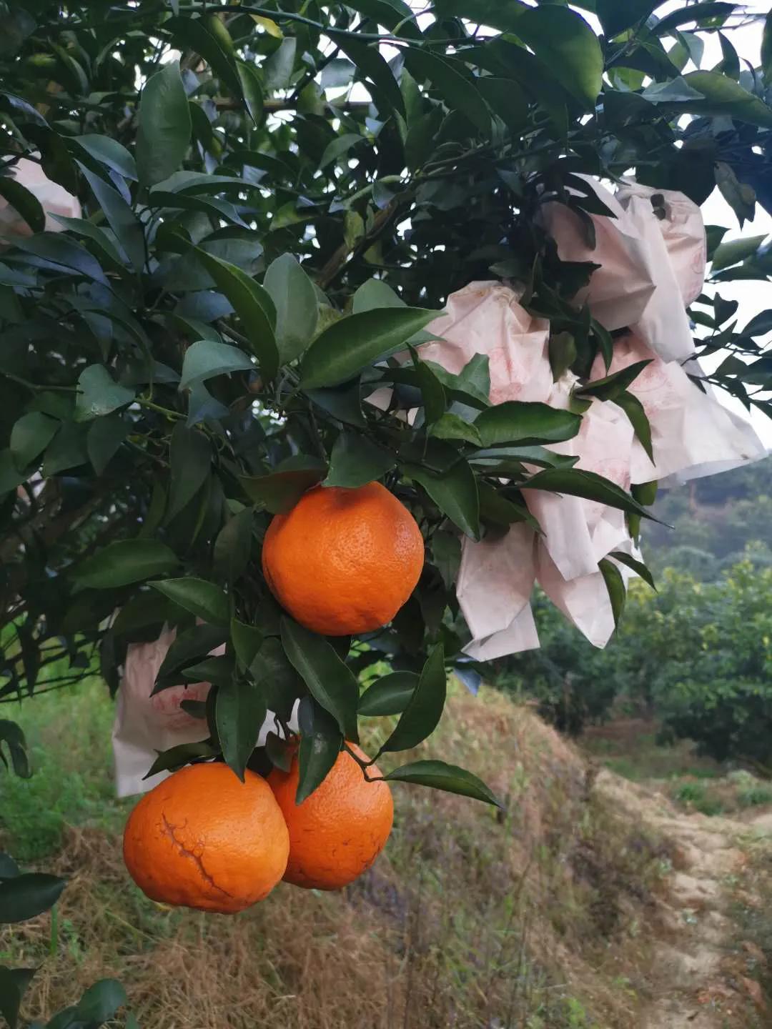 花舞花落泪