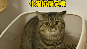 “七七家萌宠猫咪倾情呈现全新力作”