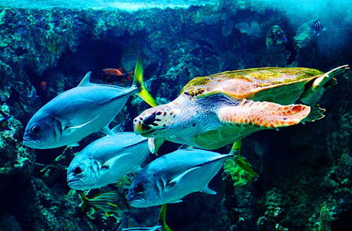 神秘深海探奇：水族馆揭秘最新奇珍异鱼掠影